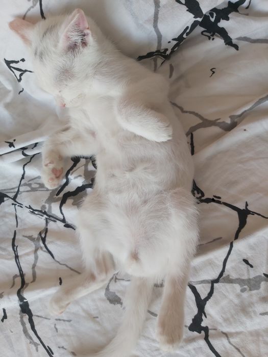 Отдам котят бесплатно!!!