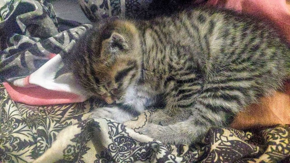 Отдам котёнка бесплатно
