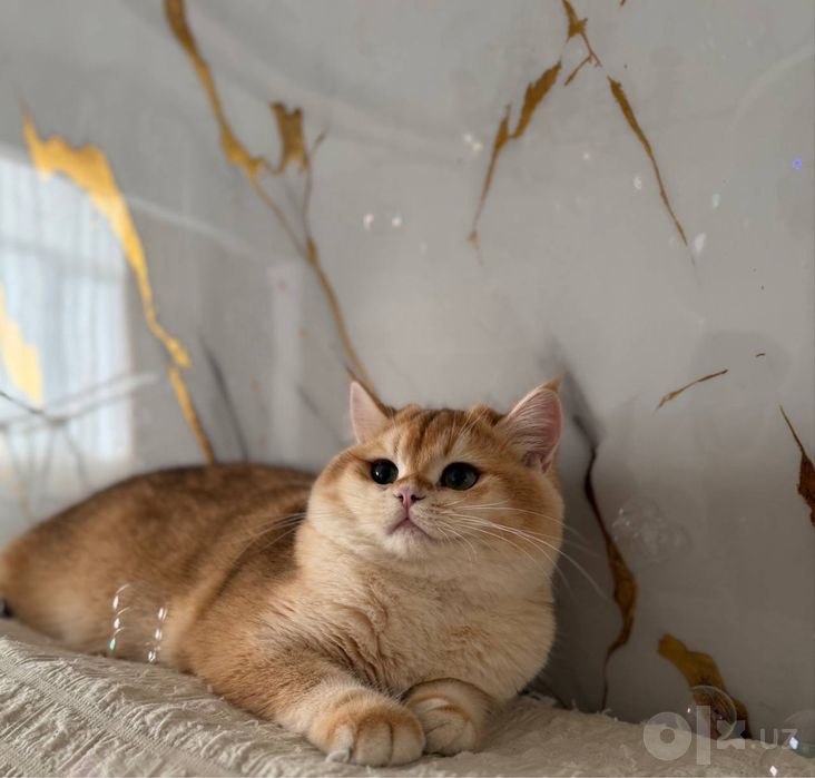 Приглашаем на вязку