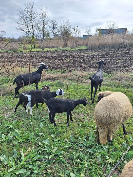 Vand 2 capre Anglo-Nubian si 3 iedute.