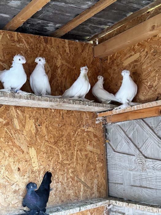 Jucatori de Botosani