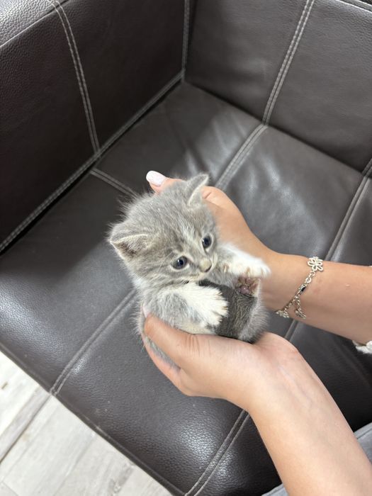 Котята в добрые руки :)