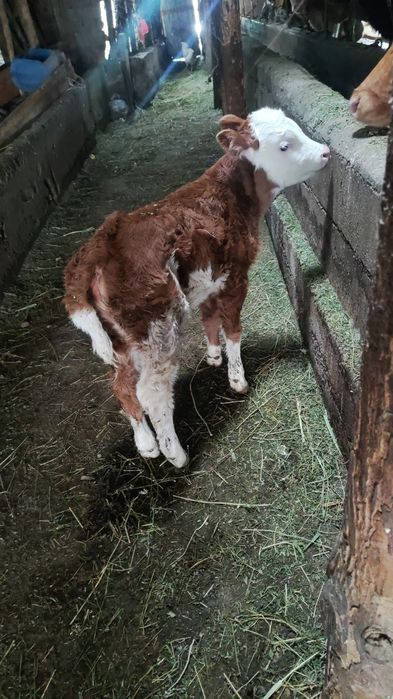 Телочка телочка  белоголовая