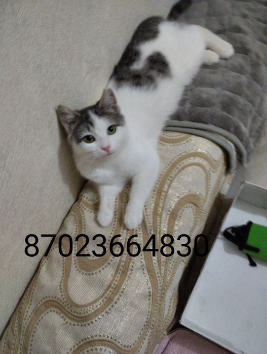 Кошечка ищет дом и хороших хозяев