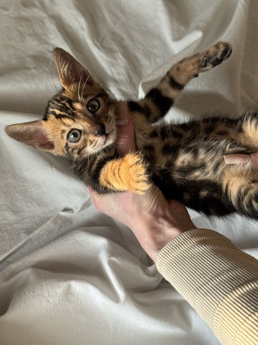 бенгальские котята