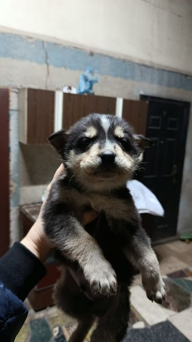 Отдам щенков Хаски в хорошие руки