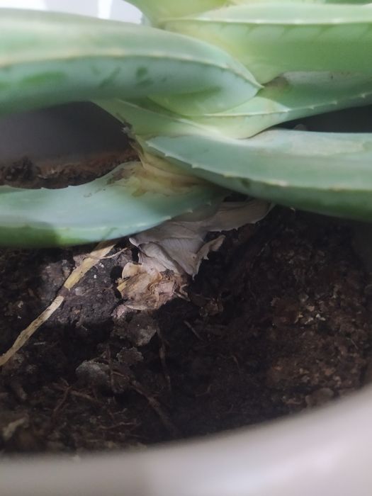 Алоя вера 5шт есть 1шт 3000тг