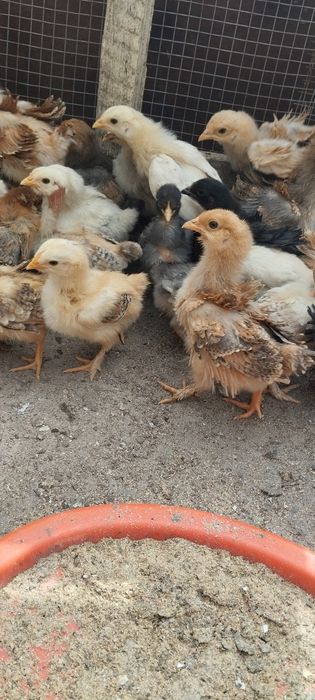 Vand pui de găini de țară