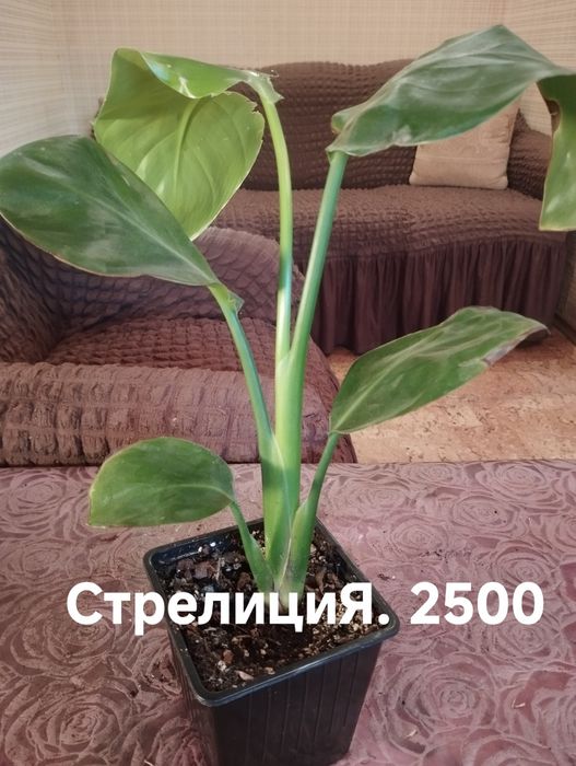 Продам комнатные растения