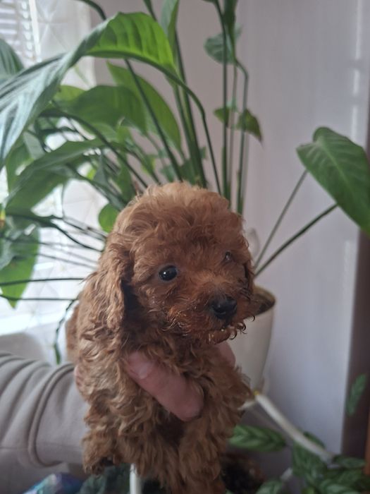 Пудел той пудел той