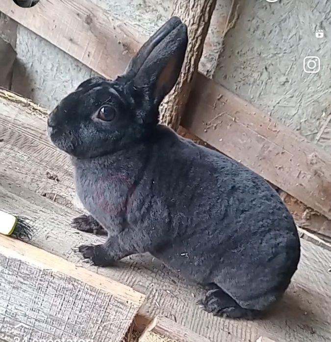De vânzare 2 femele rex castor
