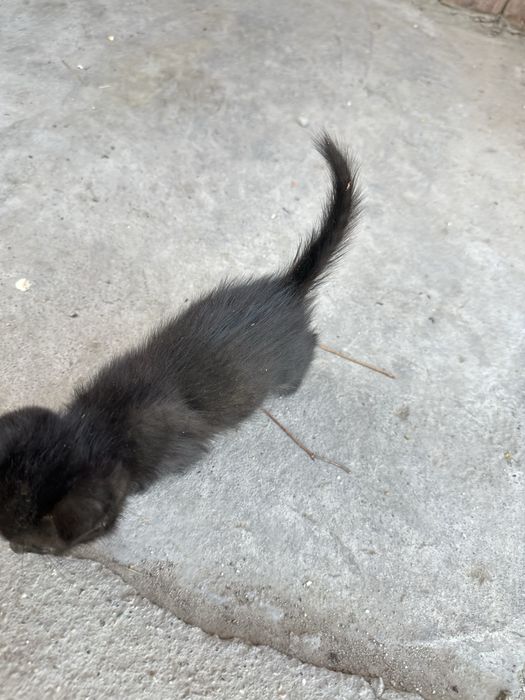 Котята хорошие домашние