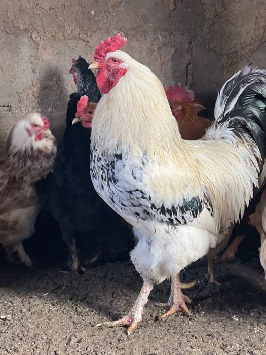 Қораздар  (петухи)