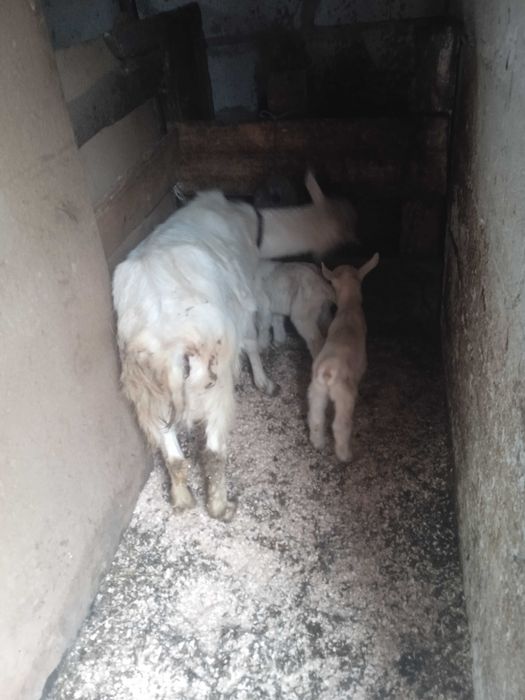 De vânzare o capră Alba de Banat