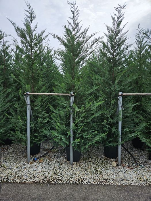 Leylandy ideeal pentru a forma un gard viu