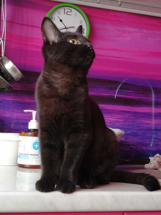 Когда Ночь Раскрывает Тайну (Мальчик 4,5 мес.)