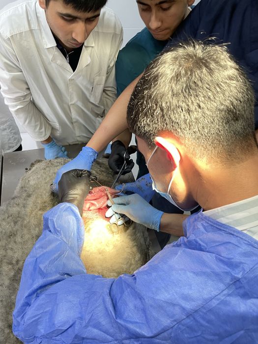 Veterinariya hizmati