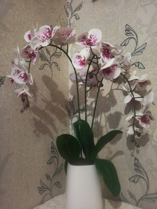 Орхидея интерьерная. Большая. Прекрасное украшение вашего дома, офиса.