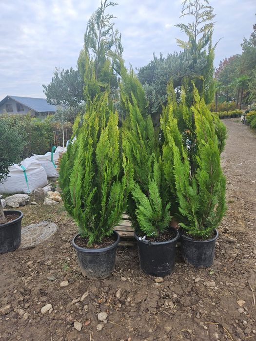 Thuia leilandi  prunus