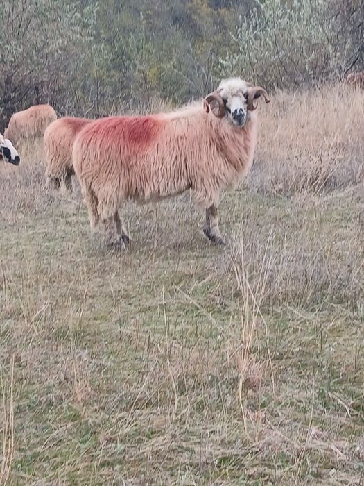 Berbec de vînzare sau schimb pe 2 noatini