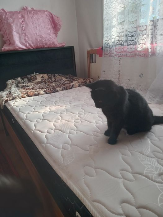 Отдам в добрые руки