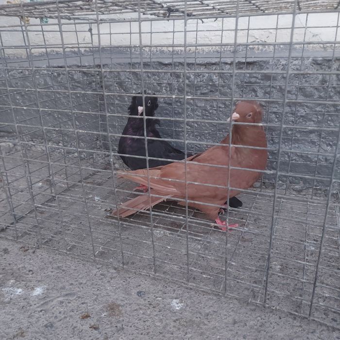 Траки красный  жук