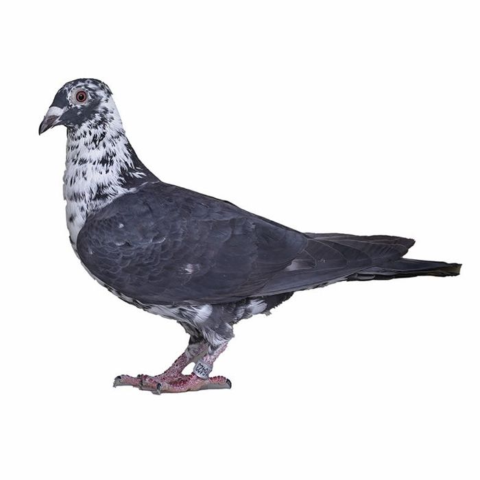 Porumbei voiajori de ornament