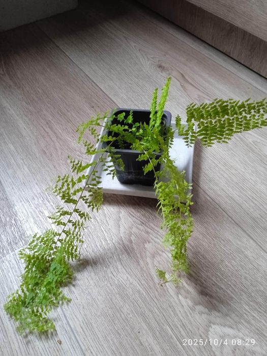 Продам цветы, рассаду.