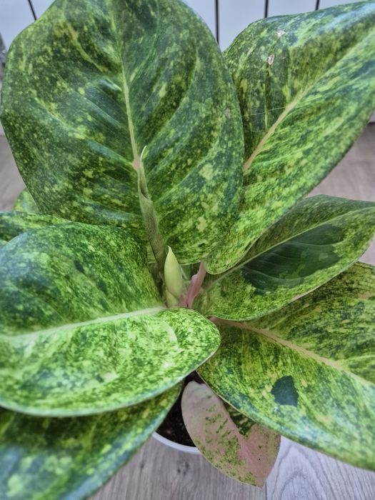 Продам аглаонемы