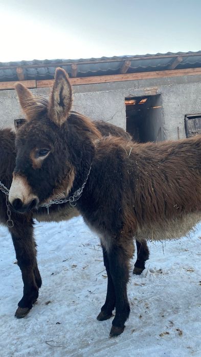 Vând măgărițe tinere