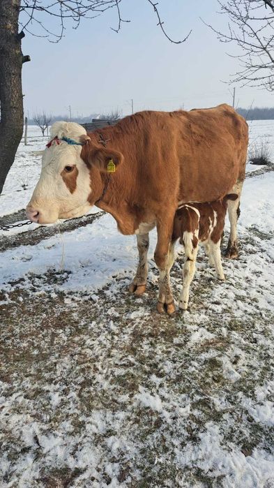 Baltata Romaneasca cu vitel de o saptamana de vanzare