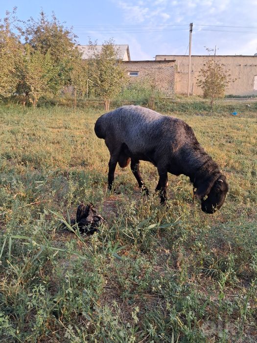 Зотдор кучкор сотилади