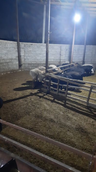 Куй нури бепул берилади