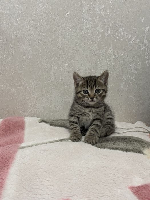 Продажа британских котят