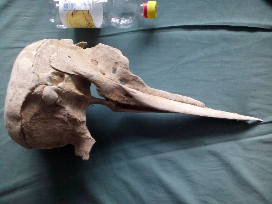 Вкаменелости от динозавър Рекс