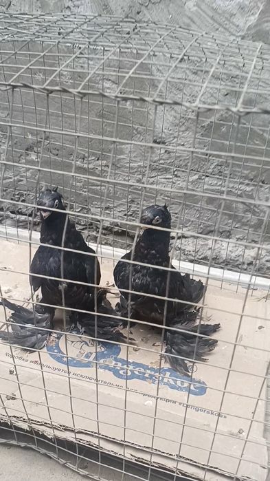 Голуби пискуны жуки