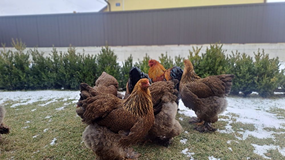 Vand oua pentru incubat de la gaini Brahma potanichiu
