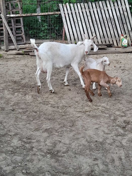 Vand capra cu 2 iezi