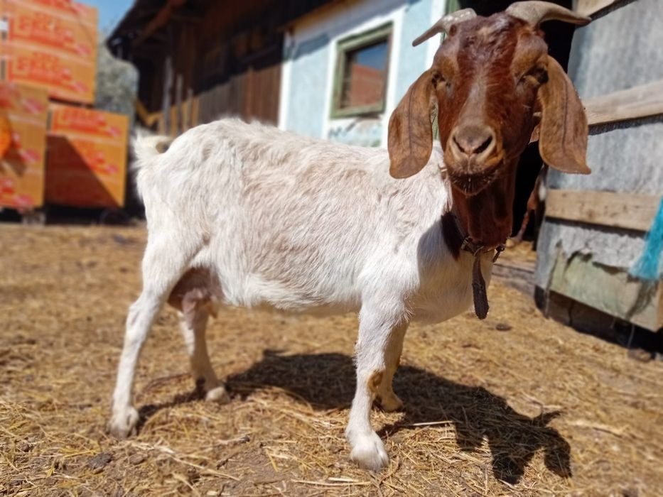 De vanzare capra boer.
