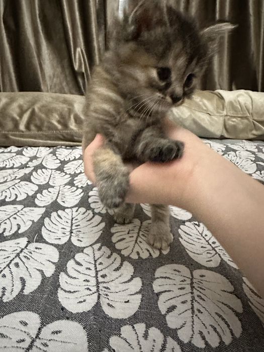 Продаются котята породистые