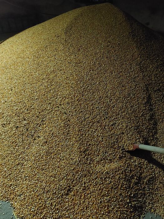 Porumb și grâu 2025