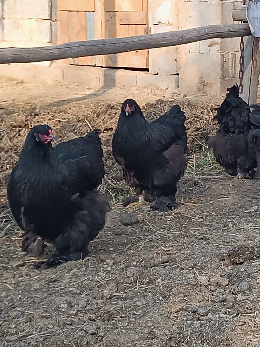 Продам  кур породы брама