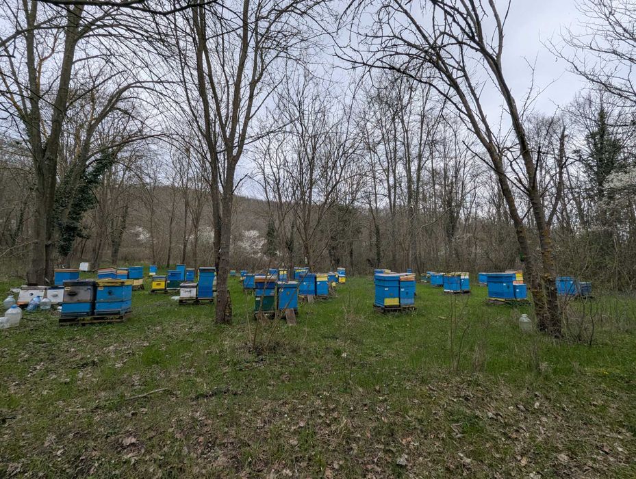 Продава се пчелин