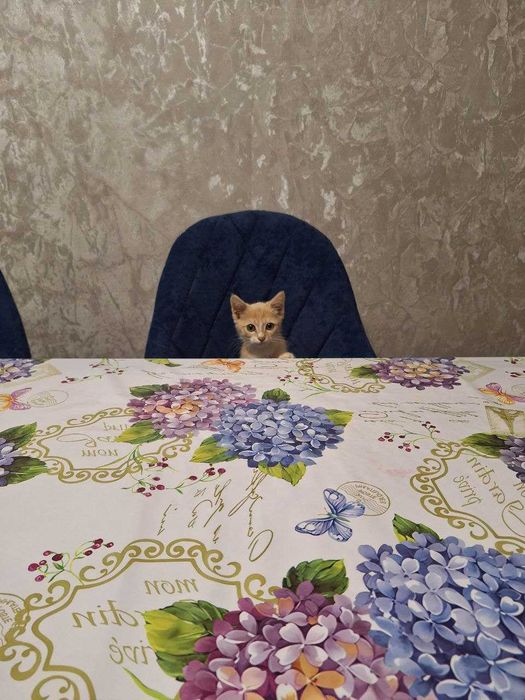 Отдам кошку в хорошие руки