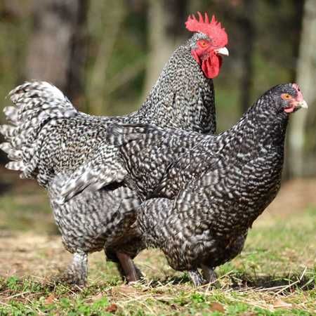 Инкубационное яйцо бройлера и несушки и других птиц