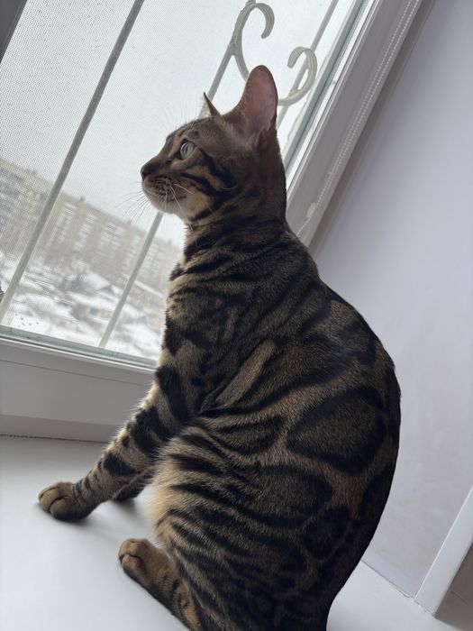 Продам срочно кота