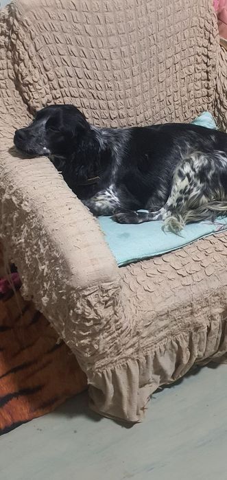 Домашние собачки