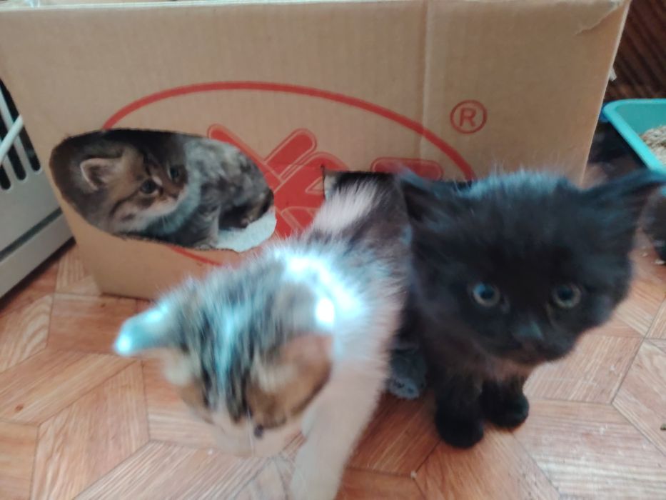 Раздаю 3-ёх котят