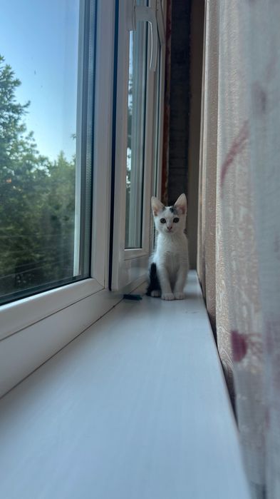 Котята домашние , приучены к лотку