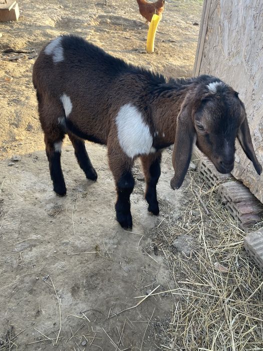 Tapisori anglo Nubian disponibili